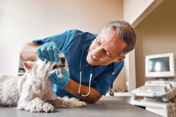 Best Emergency Wisdom Teeth Removal in Walhalla, SC